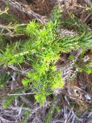 Cullumia carlinoides