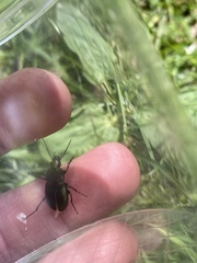 Poecilus versicolor