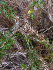 Cullumia carlinoides