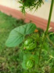 Passiflora foetida