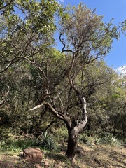 Ozoroa paniculosa paniculosa