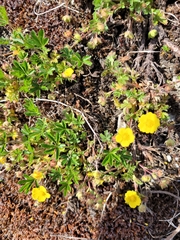 Potentilla heptaphylla