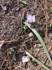 Calochortus minimus