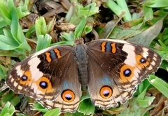 Junonia orithya