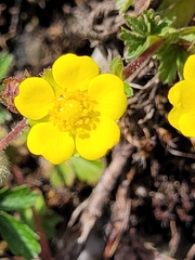Potentilla heptaphylla