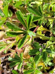 Potentilla heptaphylla