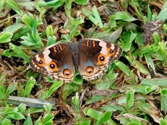 Junonia orithya