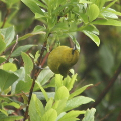Chlorodrepanis virens