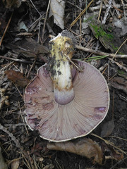 Cortinarius atkinsonianus