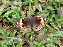Junonia orithya