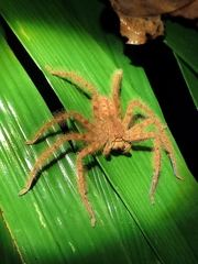 Heteropoda davidbowie