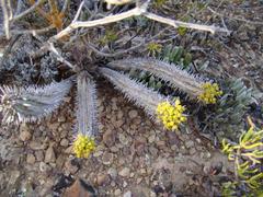 Euphorbia nesemannii