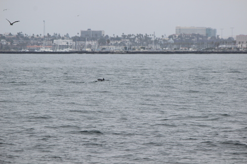 photo of Oceanic Dolphins (Delphinidae)