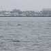 photo of Oceanic Dolphins (Delphinidae)