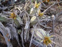 Euphorbia nesemannii