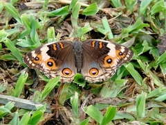Junonia orithya