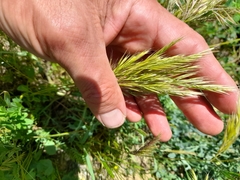 Festuca ligustica