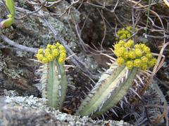 Euphorbia nesemannii