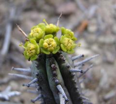 Euphorbia nesemannii