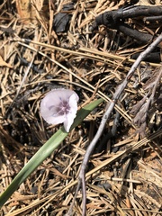 Calochortus minimus