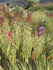 Dissotis princeps