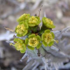 Euphorbia nesemannii