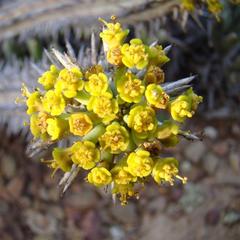 Euphorbia nesemannii