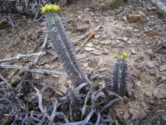 Euphorbia nesemannii