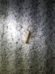 Thereuonema tuberculata