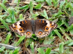 Junonia orithya