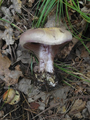 Cortinarius atkinsonianus