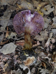 Cortinarius atkinsonianus