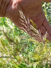 Festuca ligustica