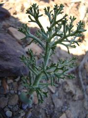 Eriospermum paradoxum