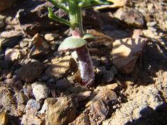 Eriospermum paradoxum