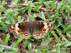 Junonia orithya