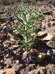 Eriospermum paradoxum