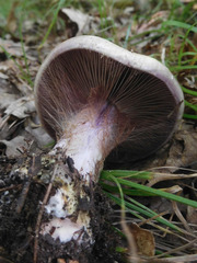 Cortinarius atkinsonianus