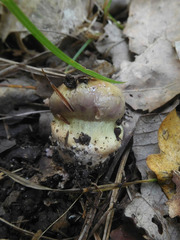 Cortinarius atkinsonianus