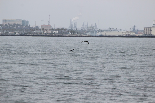 photo of Oceanic Dolphins (Delphinidae)