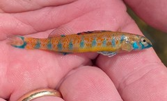Etheostoma stigmaeum
