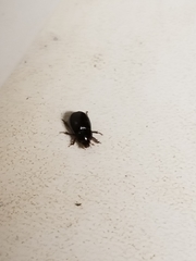 Dyscinetus morator