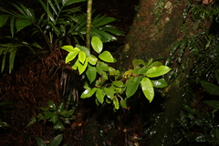 Lenwebbia prominens