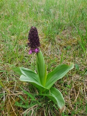 Orchis purpurea