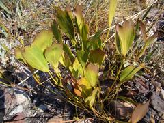 Centella dolichocarpa
