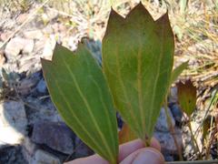 Centella dolichocarpa