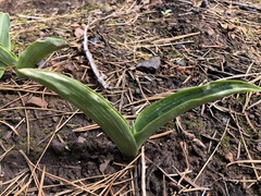 Platanthera elongata