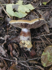 Cortinarius atkinsonianus