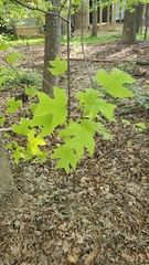 Liriodendron tulipifera