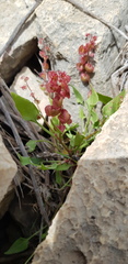 Rumex cyprius